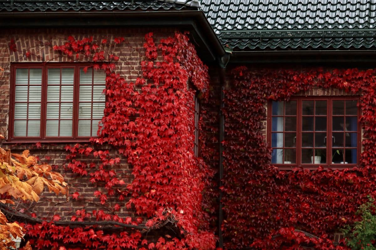 Beautiful home exterior with autumn foliage and fallen leaves